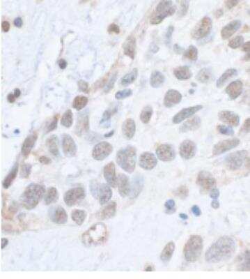 Immunohistochemistry-Paraffin: SMC1 [p Ser966] Antibody [NB100-206]